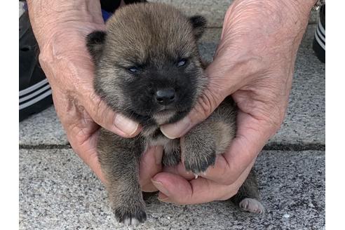成約済の長崎県の柴犬-135403の3枚目