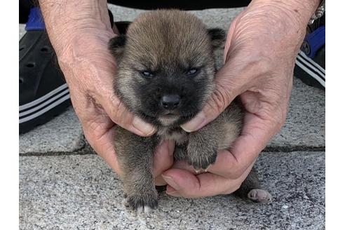 成約済の長崎県の柴犬-135403の2枚目