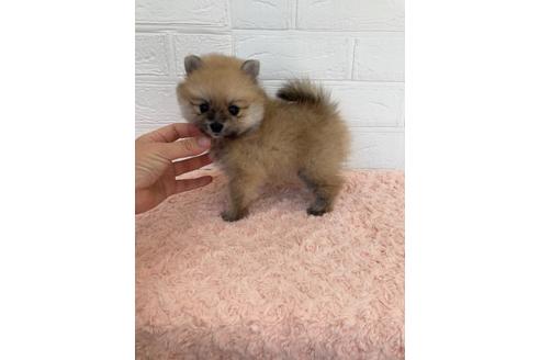成約済の愛媛県のポメラニアン-132159の4枚目