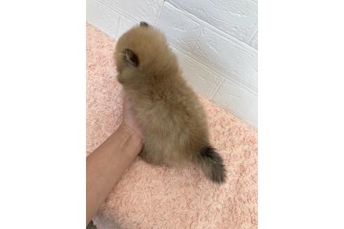 成約済の愛媛県のポメラニアン-132159の5枚目