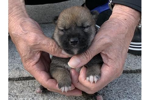 成約済の長崎県の柴犬-135404の1枚目