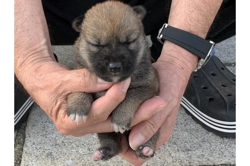 成約済の長崎県の柴犬-135404の5枚目