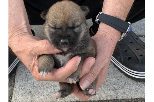 成約済の長崎県の柴犬-135404の4枚目