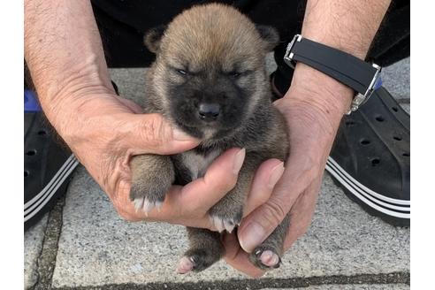 成約済の長崎県の柴犬-135404の3枚目