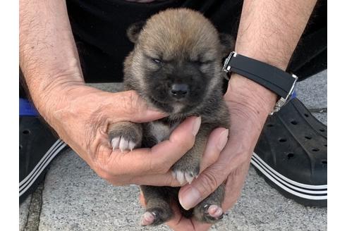 成約済の長崎県の柴犬-135404の2枚目