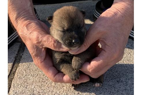 成約済の長崎県の柴犬-135406の1枚目