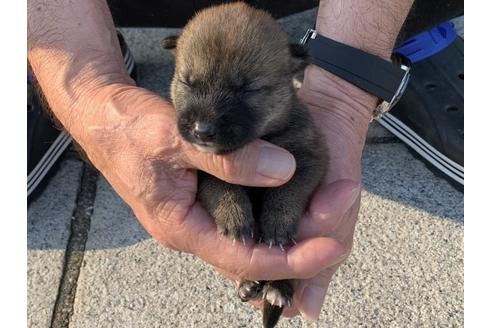 成約済の長崎県の柴犬-135406の5枚目