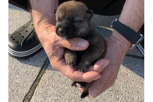 成約済の長崎県の柴犬-135406の4枚目