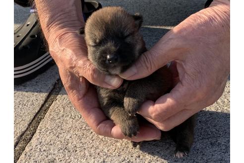 成約済の長崎県の柴犬-135406の3枚目