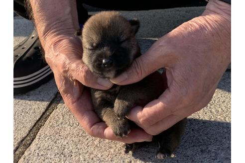 成約済の長崎県の柴犬-135406の2枚目