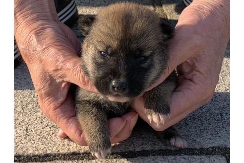 成約済の長崎県の柴犬-135407の1枚目