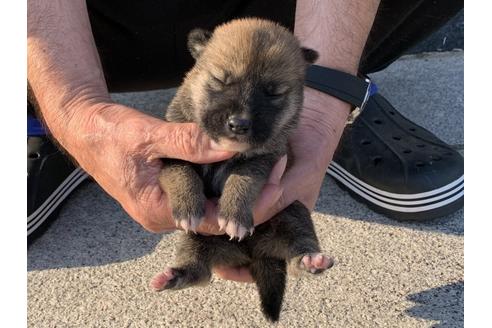 成約済の長崎県の柴犬-135407の5枚目