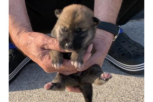 成約済の長崎県の柴犬-135407の4枚目