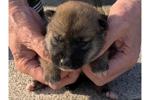 成約済の長崎県の柴犬-135407の3枚目
