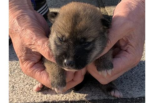 成約済の長崎県の柴犬-135407の2枚目