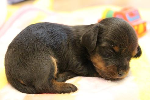 成約済の愛知県のカニンヘンダックスフンド(ロングヘアード)-133644の27枚目