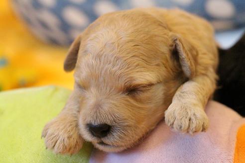 成約済の愛知県のトイプードル-133752の23枚目