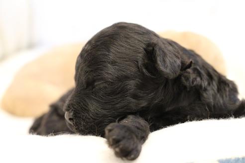 成約済の愛知県のトイプードル-133751の28枚目