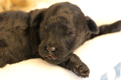 成約済の愛知県のトイプードル-133751の27枚目