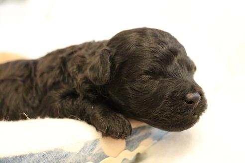 成約済の愛知県のトイプードル-133751の26枚目