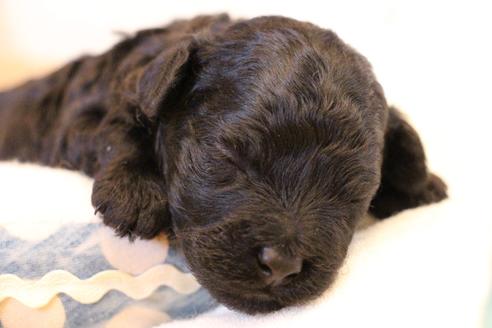 成約済の愛知県のトイプードル-133751の25枚目