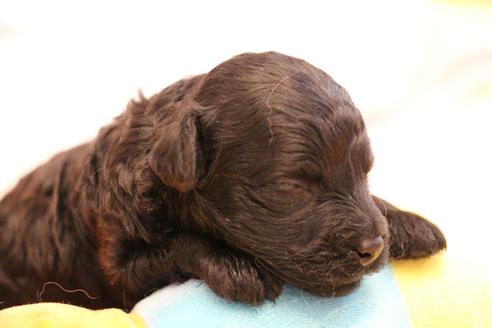 成約済の愛知県のトイプードル-133751の24枚目