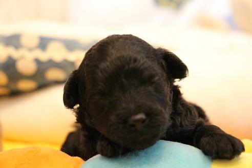 成約済の愛知県のトイプードル-133751の23枚目