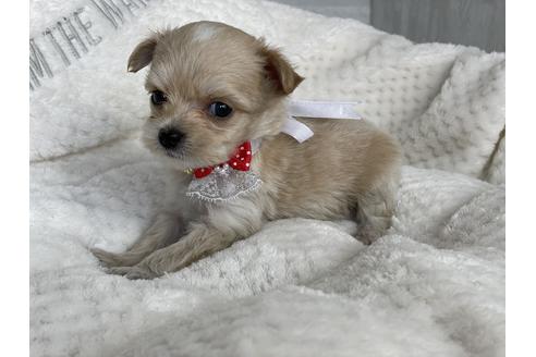 成約済の京都府のチワプー:チワワ×トイプードル-134830