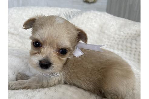成約済の京都府のチワプー:チワワ×トイプードル-134830の5枚目