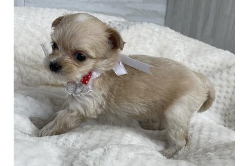 成約済の京都府のチワプー:チワワ×トイプードル-134830の4枚目