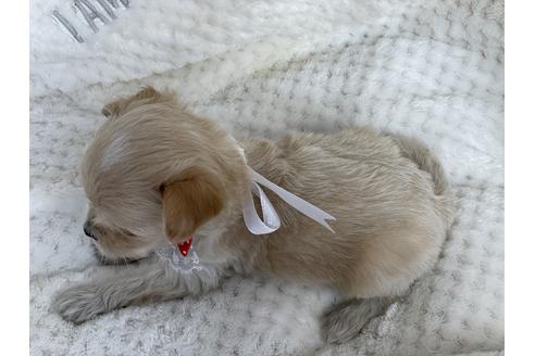 成約済の京都府のチワプー:チワワ×トイプードル-134830の3枚目