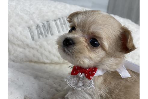 成約済の京都府のチワプー:チワワ×トイプードル-134830の2枚目