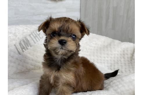 成約済の京都府のチワプー:チワワ×トイプードル-134826