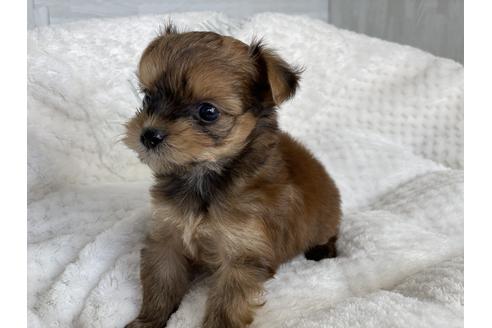 成約済の京都府のチワプー:チワワ×トイプードル-134826の5枚目