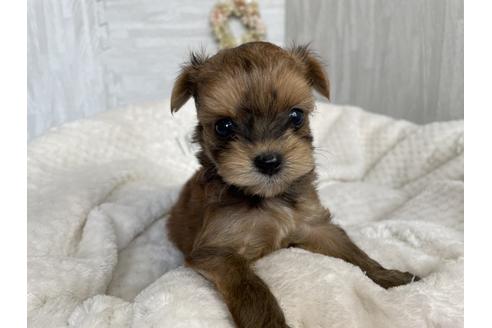 成約済の京都府のチワプー:チワワ×トイプードル-134826の2枚目