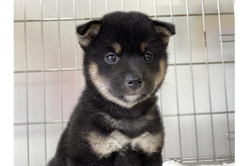 成約済の岡山県の柴犬-132465の4枚目