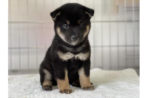 成約済の岡山県の柴犬-132465の1枚目