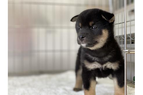 成約済の岡山県の柴犬-132465の3枚目