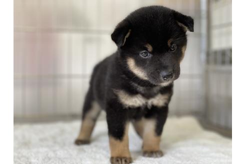 成約済の岡山県の柴犬-132465の2枚目