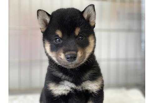 成約済の岡山県の柴犬-132464の4枚目