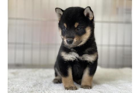 成約済の岡山県の柴犬-132464の3枚目