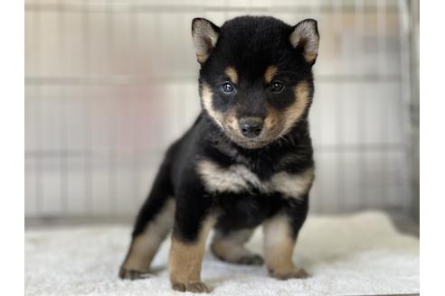 成約済の岡山県の柴犬-132464の1枚目