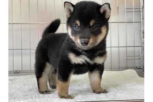 成約済の岡山県の柴犬-132464の2枚目