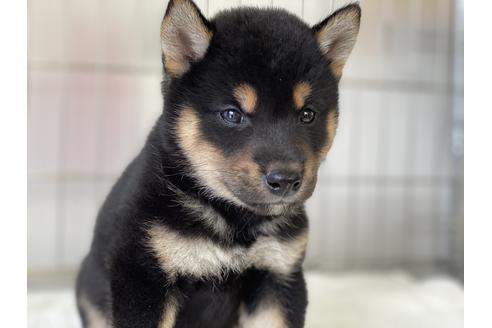 成約済の岡山県の柴犬-132463の4枚目