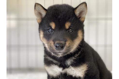 成約済の岡山県の柴犬-132463の3枚目