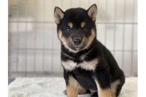 成約済の岡山県の柴犬-132463の2枚目