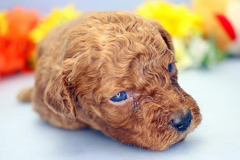 子犬