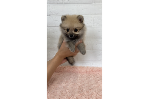 成約済の愛媛県のポメラニアン-131861の3枚目
