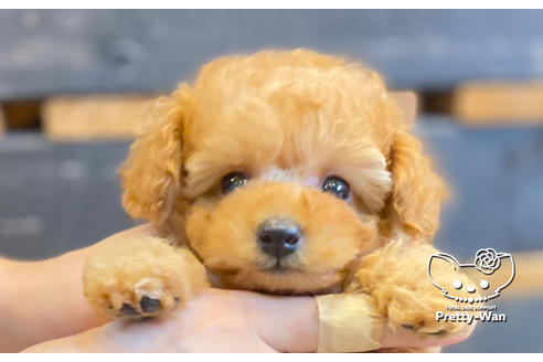 成約済の愛知県のタイニープードル-135458の9枚目