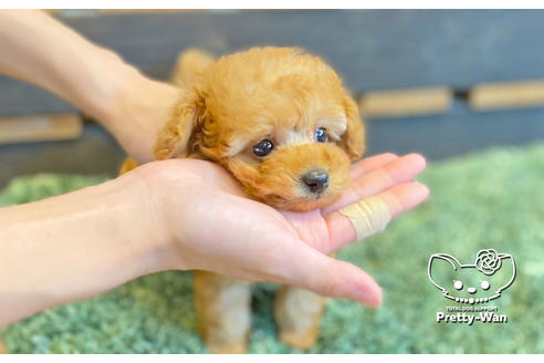 成約済の愛知県のタイニープードル-135458の8枚目